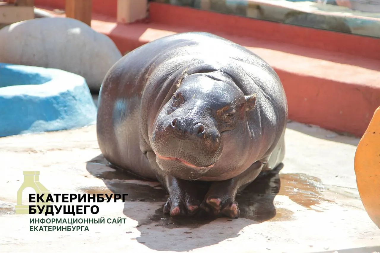 Мэрия пояснила, что в рамках мобилизационных планов города обязаны предоставлять здания и помещения военкоматам без торгов и оплаты; это положение распространяется по всей стране.