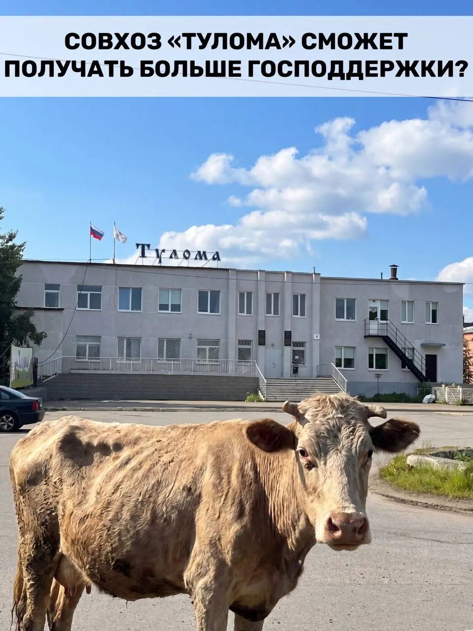 Федеральные правила субсидирования молочного животноводства изменили: теперь поддержку смогут получать и хозяйства с более чем 25% государственной или муниципальной доли. Для Мурманской области это может быть важной мерой поддержки на фоне проблем у ряда предприятий.