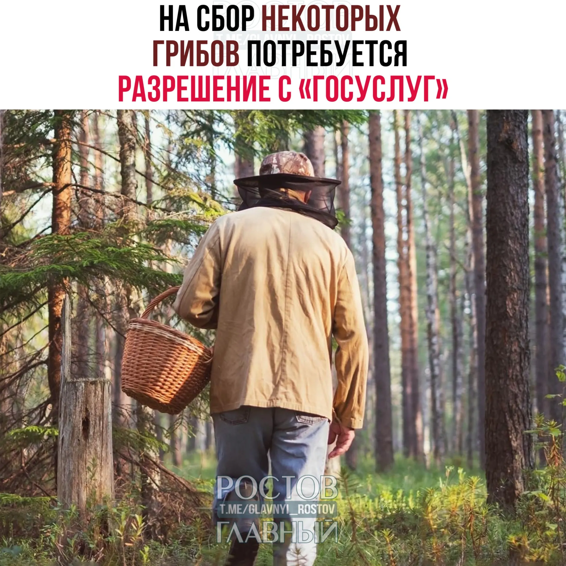 С 1 сентября 2027 года для сбора отдельных редких грибов потребуется разрешение, оформляемое через портал «Госуслуги». Заявки будут рассматривать до 15 дней; за сбор краснокнижных видов без разрешения грозит уголовная ответственность.