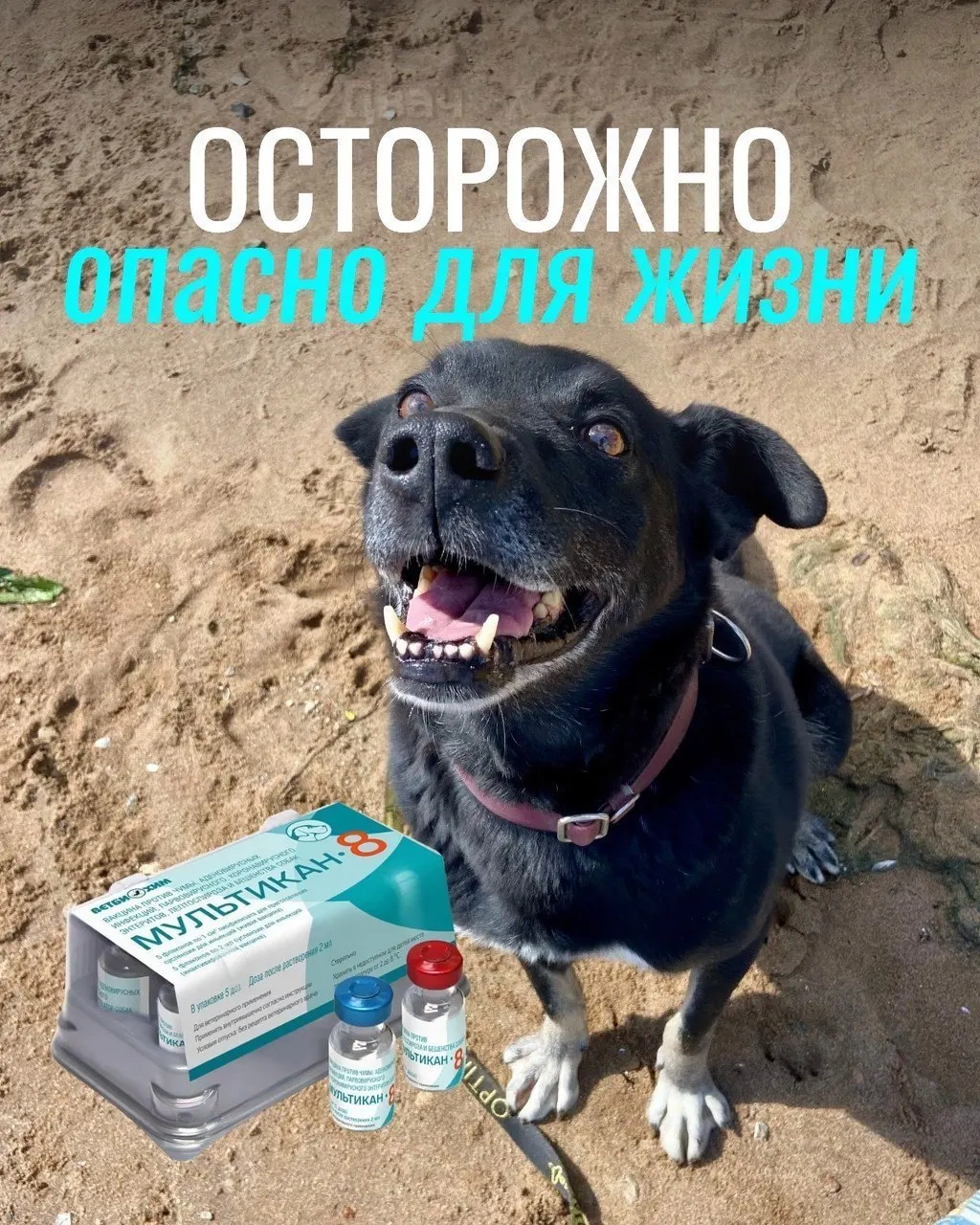 После прививки у некоторых животных наблюдались судороги, рвота и другие тяжёлые симптомы; часть питомцев погибла. Проводится проверка вакцины, точная причина смерти пока не установлена.